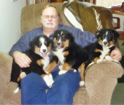 Aussie bernese sales mountain dog mix