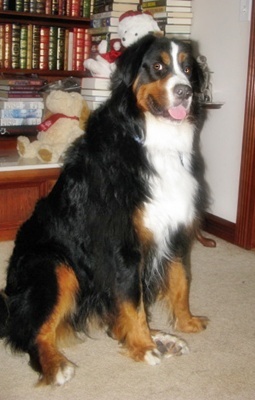 samson b1.1