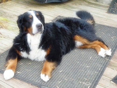 Bruno.1 11-26-11