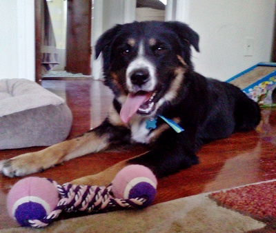 Bentley mix