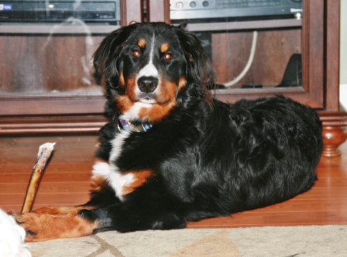 bella#5.1