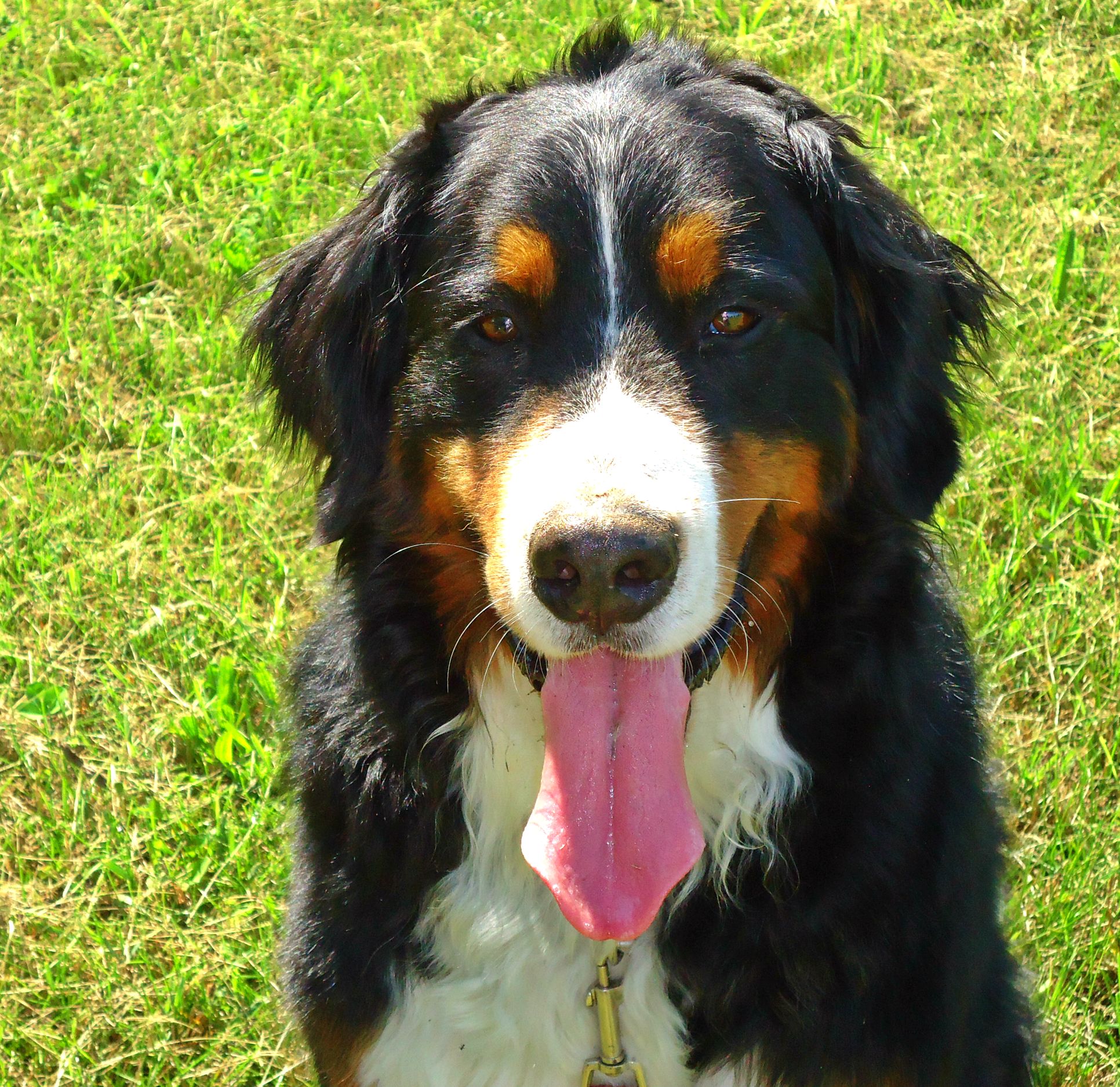 Thorin Has Been Adopted!! Heart of Michigan Bernese
